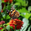 Painted lady