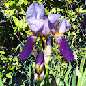 Bearded Iris