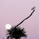 White Ibis