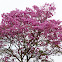 Tabebuia