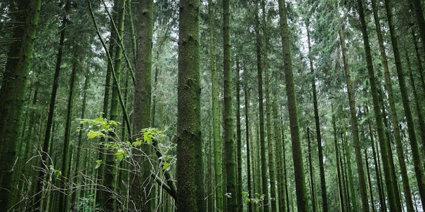 How to download Dream Forest Live Wallpaper lastet apk for laptop