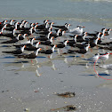 Royal Tern
