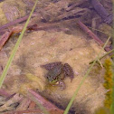 Northern Green Frog