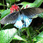 Pipevine Swallowtail Butterfly
