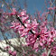 Redbud