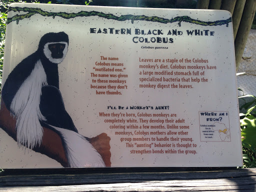 Eastern Black and White Colobus Exhibit