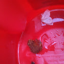 Cane toad
