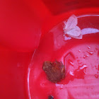 Cane toad