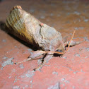 Salmon tufted swift moth