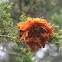 Cedar Apple Rust