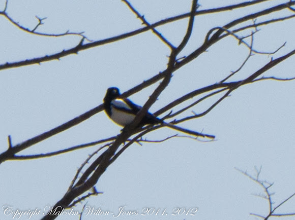 Spotting Image 1