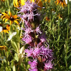 Blazing Star