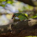 Crimson Fronted Barbet 