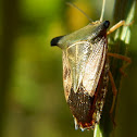 Stink Bug