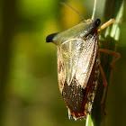Stink Bug