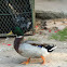 Mallard Duck Male