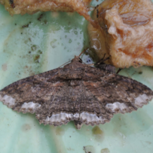 Spotting Image 1