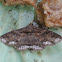 Zale Moth