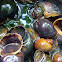 Apple Snail / Golden Kuhol