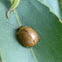 Tortoise leaf beetle Tortoise leaf beetle