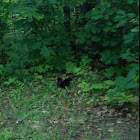 Black squirrel