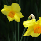 Narcissus, Daffodil