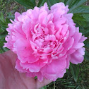Peony