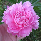 Peony