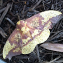 Imperial Moth