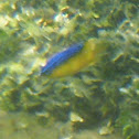 Beaugregory damsel