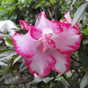 Pink Flower
