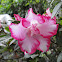 Pink Flower