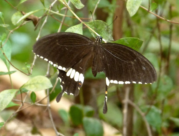 Spotting Image 1