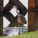 Limpkin