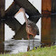 Limpkin