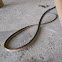 Common Bronzeback