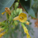 Tree Tobacco