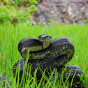 Black Rat Snake