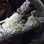 Lichen - 4