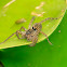 Fishing spider
