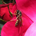 Eastern Yellowjacket