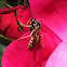 Eastern Yellowjacket