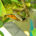 Praying Mantis and Monarch Butterfly