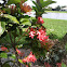 Ixora