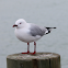 Red-billed Gull