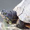Red-eared Slider