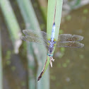 Blue Dasher