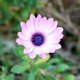 Beautiful Flowers of South Africa