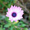African Daisy