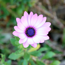 Beautiful Flowers of South Africa